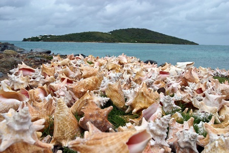 Conch shells dry on the shoreline of Virgin Gorda in the British Virgin Islands.