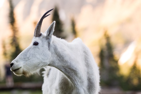 A mountain goat surveys the scene at Glacier National Park, Montana の写真素材