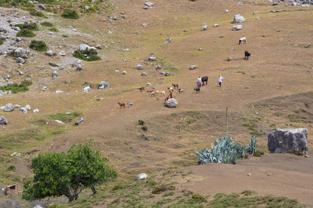 Shepherds watch their herd of goats and cows on a hill high above the blue painted village of Chefchaouen, Morocco のeditorial素材