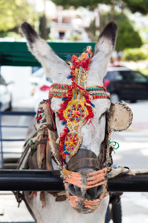 Cart drivers employ dozens of donkeys to pull carts loaded with tourists in the southern Spainish town of Mijas.の写真素材