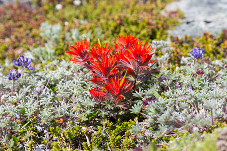 Paintbrush flowers among alpine lichen in Mt  Rainier National Park, Washingtonの写真素材