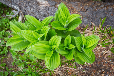 Indian Hellebore on the edge of a mountain meadow on the north side of Mt  Rainier National Park, Washingtonの写真素材