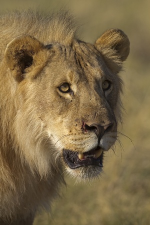 Close-up portrait of young male lion; Panthera leoの写真素材
