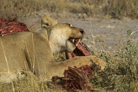 Lion eating on a Zebra carcass; Panthera Leoの写真素材