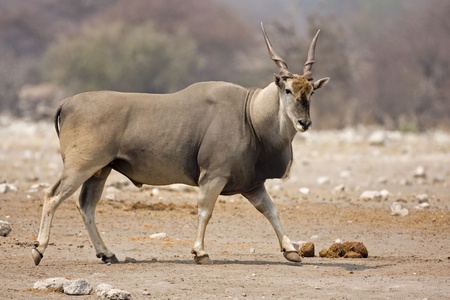 Eland bull walking on rocky terrain;Taurotragus oryxの写真素材