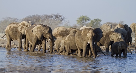 A Group of Elephants at waterhole; Loxodonta Africana; Etoshaの写真素材