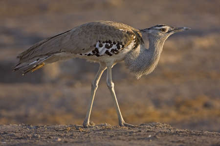 Close-up of a Kori bustard; Ardeotis koriの写真素材