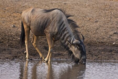 Blue wildebeest at waterhole; Connochaetes taurinusの写真素材
