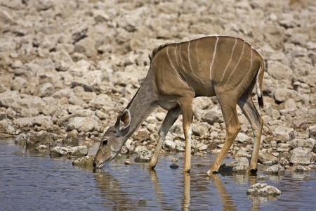 Young Kudu female at at waterhole; gelaphus strepsicerosの写真素材