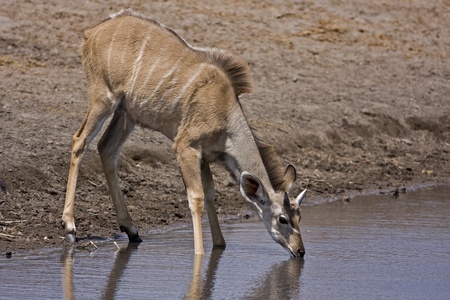 Young Kudu male at at waterhole; gelaphus strepsicerosの写真素材