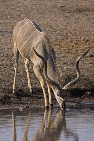  Kudu at waterhole; Gelaphus strepsiceros;の写真素材
