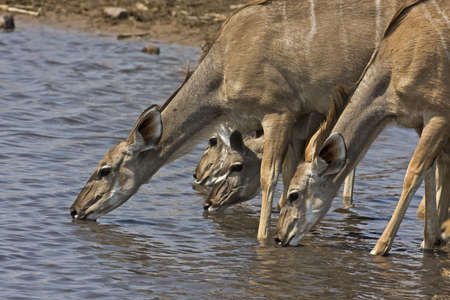  Kudu females at waterhole; gelaphus strepsicerosの写真素材