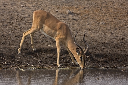  Black-faced impala at waterhole; Aepyceros melampus petersiの写真素材