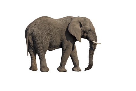 Elephant against a white background; Loxodonta Africanaの写真素材