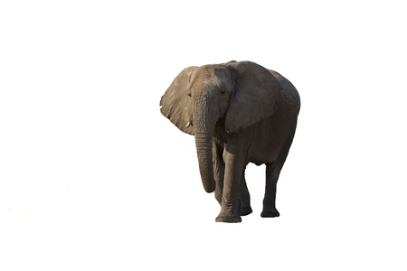 Elephant against a white background; Loxodonta Africanaの写真素材