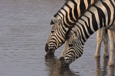Two Burchells zebras drinkingr; Equus Burchelliの写真素材