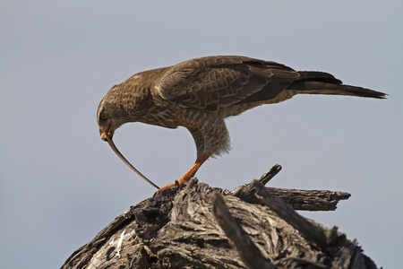 Close-up of immature Southern Pale Chanting Goshawk perched on log eating a snake; Melierax canorusの写真素材