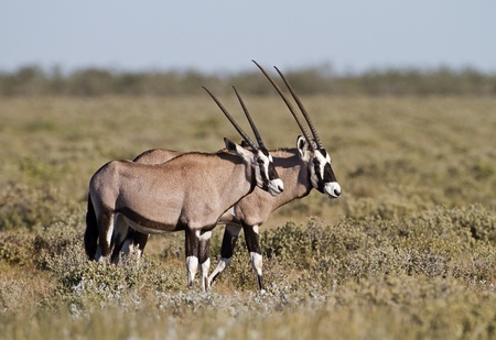 Two Gemsbok standing in long grassfield; oryx gazellaの写真素材