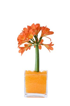 Close-up of Clivia flower in a decorative square glass container against white;  Clivia Miniata; South Africaの写真素材