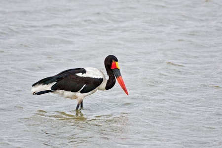 Saddle-billed stork; Ephippiorhynchus senegalensis; South Africaの写真素材