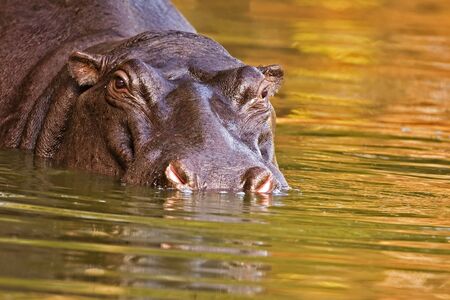 Close-up portrait of a Hippopotamus; hippopotamus amphibius; South Africa