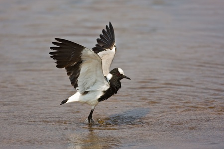 Blacksmith Lapwing Plover standing in water with open wings; Vanellus armatus; South Africaの写真素材