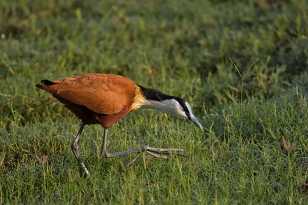 African jacana stalking in wetlands; Actophilornis africanus; South Africaの写真素材