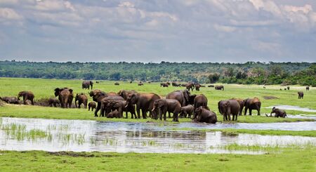 A group of elephants at waterhole; Loxodonta africana; Botswana