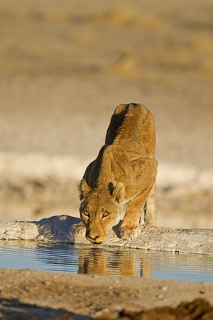 Old sick lioness at waterhole; Panthera leoの写真素材