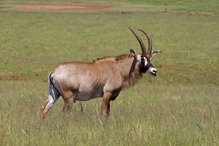 A Roan antelope standing in green grassland; Hippotragus equinus の写真素材
