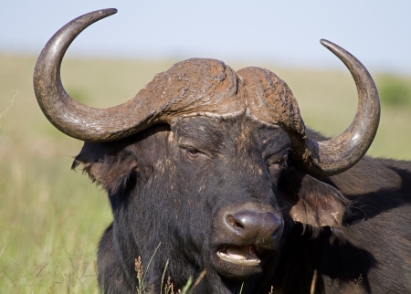 Close-up portrait of  buffalo bull; Syncerus cafferの写真素材