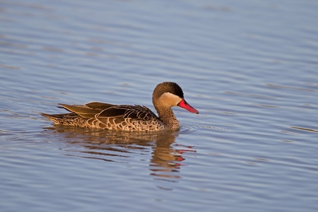 Red-billed teal; Anas erythrorhynchaの写真素材