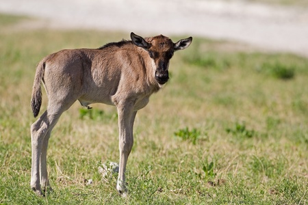 Blue Wildebeest Calf; Connochaetes taurinusの写真素材