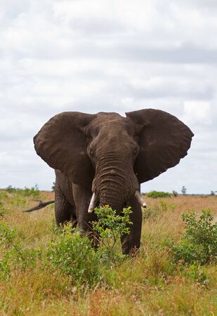  African elephant browsing; Loxodonta africanaの写真素材