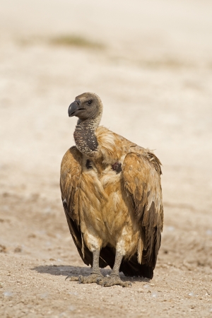 White-Backed vulture; Gyps africanusの写真素材