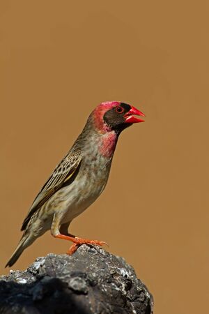 Red-Billed Quelea perched on rock; Quelea quelea