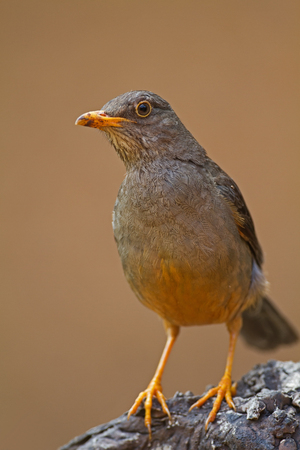 Karoo Thrush perched on rock; Turdus smithiの写真素材