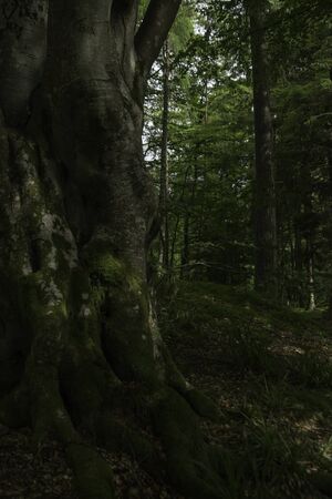 Gnarled old treeの写真素材