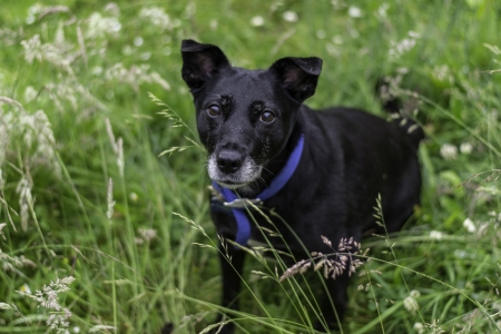 Thoughtful dog in grassの写真素材