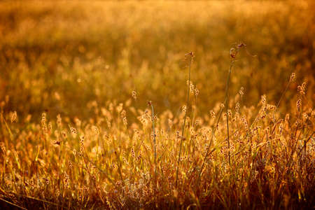 thorny trees at sunsetの写真素材