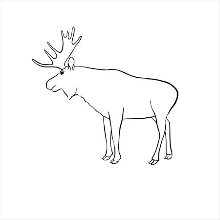 Moose line drawing. Vector illustration. Isolated on white background.のイラスト素材