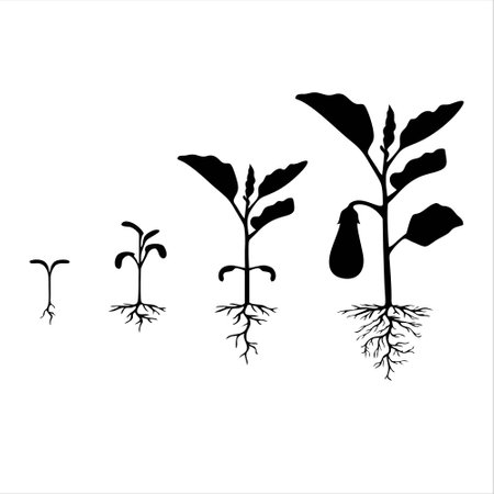 Plant with roots. Black and white vector illustration. Isolated on white background.のイラスト素材