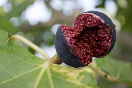 Opened Black fig hanging on the tree