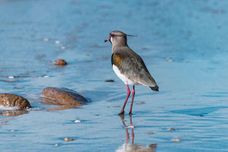 little bird called Tero walking on the beach by the sea