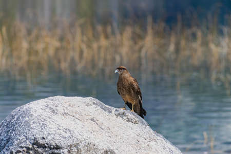small bird of prey in a stone over the lake with plants behindの写真素材