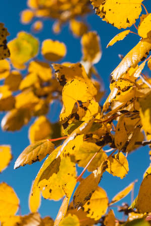 yellow foliage of autumn leaves attached to the treeの写真素材