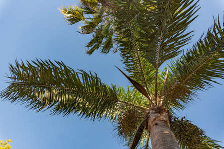 city center native palm silhouette with colorful leaf and trunk details in Argentina