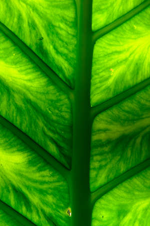Philodendron giganteum Schottの写真素材