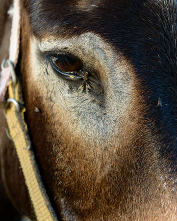 Donkeyの写真素材
