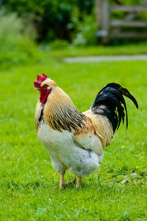 Cockerelの写真素材